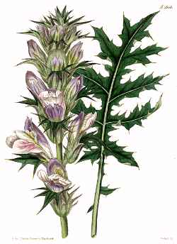 Spiny Bear's Breech(Acanthus spinosus)
