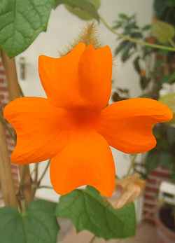 Orange Clock Vine(Thunbergia gregorii)