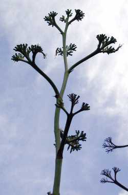 Rough Leaved Agave(Agave asperrima)