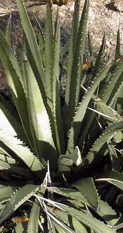 Utah Agave(Agave utahensis ssp. utahensis )