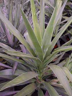 Spanish Dagger(Yucca gloriosa)