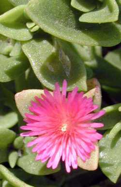 Ice Plant, Baby Sun Rose(Aptenia cordifolia)