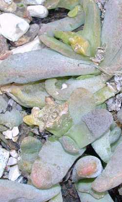 (Glottiphyllum oligocarpum)