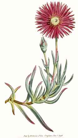 Trailing Ice Plant(Lampranthus spectabilis)