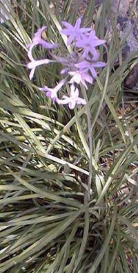 Society Garlic(Tulbaghia violacea)