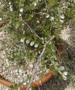 Jabily(Operculicarya decaryi)