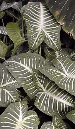 Angel's Wing(Caladium lindenii)