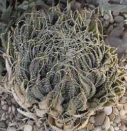 Torch Plant, Lace Aloe(Aloe aristata)