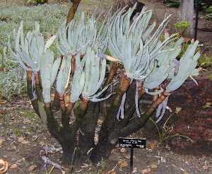 Fan Aloe(Aloe plicatilis)