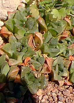 (Haworthia retusa var. retusa )