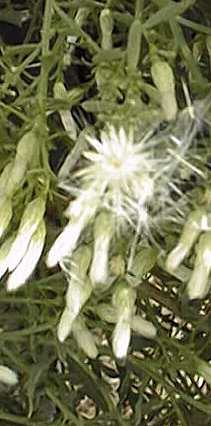 Desert Broom(Baccharis 'Centennial')