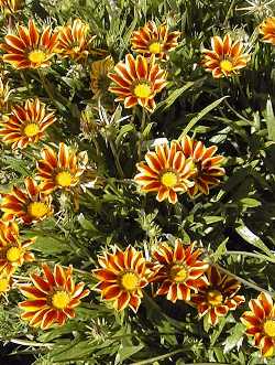 Gazania(Gazania rigens)