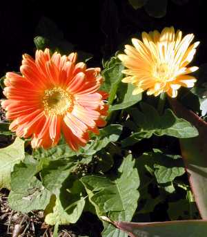 Transvaal Daisy, African Daisy(Gerbera jamesonii)
