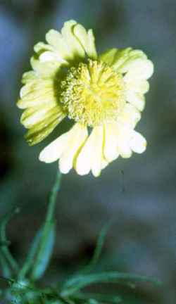 Common Sneezeweed, Helen’s Flower(Helenium autumnale)
