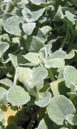 Licorice Plant; Trailing Dusty Miller (Helichrysum petiolare)