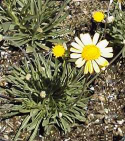 Angelita Daisy(Tetraneuris acaulis)