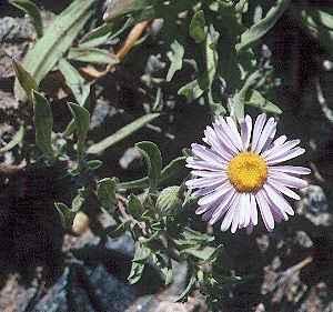 Tansy leaf Aster, Tahoka Daisy(Machaeranthera tanacetifolia)