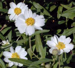 Blackfoot Daisy(Melampodium leucanthum)