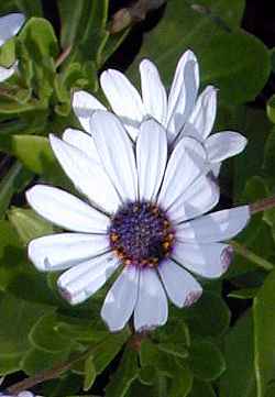 Trailing African Daisy(Osteospermum fruticosum)