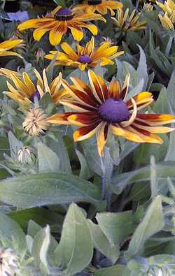 Black-Eyed Susan, Gloriosa Daisy(Rudbeckia hirta)