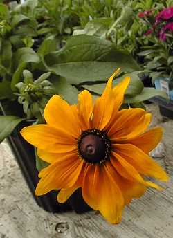 Black-Eyed Susan, Gloriosa Daisy(Rudbeckia hirta)