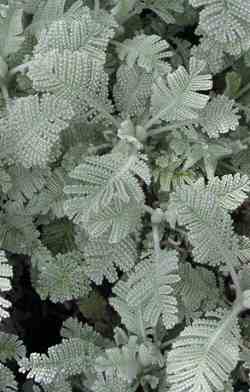 Partridge Feather(Tanacetum densum)