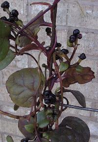 Malabar Spinach, Ceylon Spinach(Basella alba)