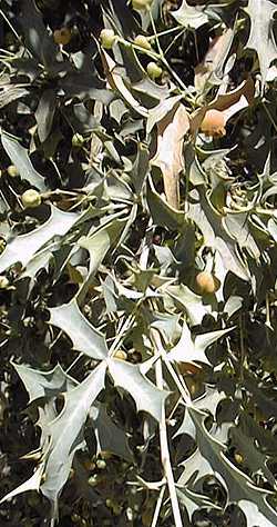 Red Barberry, Desert Barberry(Berberis haematocarpa)
