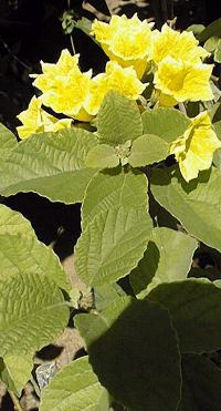 (Cordia lutea)