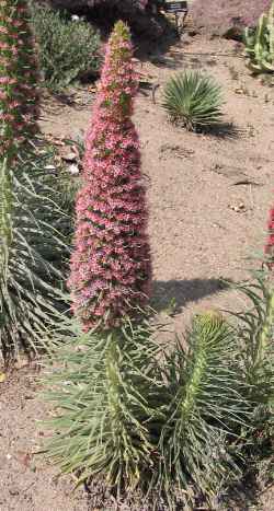 Tower of Jewels(Echium wildpretii)