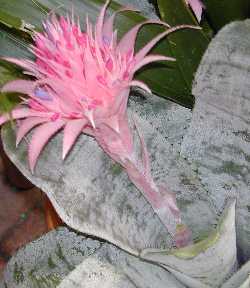 Silver Vase(Aechmea fasciata)