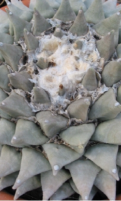 Living Rock, Seven Stars(Ariocarpus retusus)