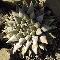 Living Rock, Seven Stars(Ariocarpus retusus)