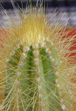 (Arthrocereus melanurus ssp. melanurus )