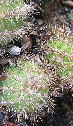 (Arthrocereus rondonianus)