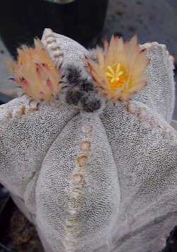 Bishop's Miter, Bishop's Cap(Astrophytum myriostigma)