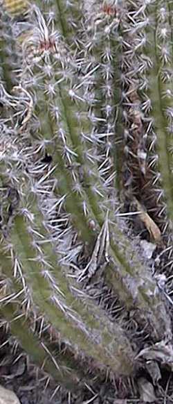 (Oreocereus doelzianus)