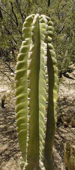 Pleated Cereus, Mandacarú(Cereus jamacaru)