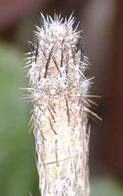 Sacasil, Zocoxochitl(Echinocereus poselgeri)