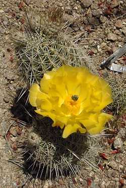 (Echinocereus stoloniferus ssp. tayopensis )