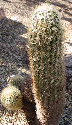 (Echinocereus websterianus)