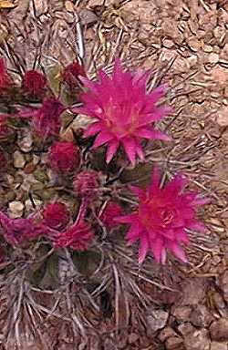 (Eriosyce subgibbosa var. nigrihorrida )