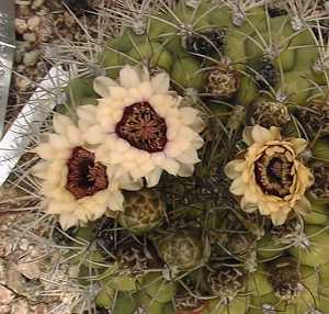 Giant Chin Cactus(Gymnocalycium saglionis)
