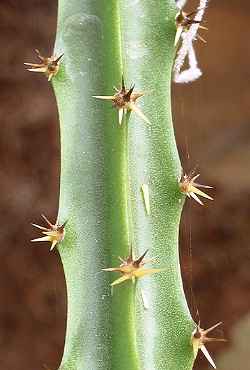 Strawberry-pear(Hylocereus trigonus)