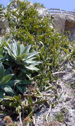 Nightblooming Cactus(Hylocereus undatus)