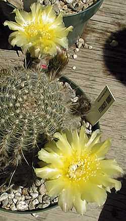 Golden Easter Lily Cactus(Echinopsis aurea)