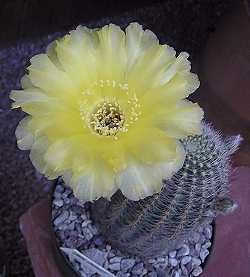 Golden Easter Lily Cactus(Echinopsis aurea)