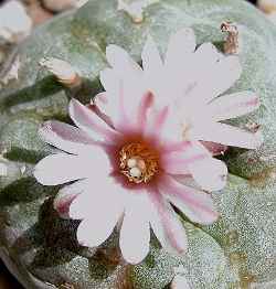 Peyote, Peyotl, Jiculi(Lophophora williamsii)