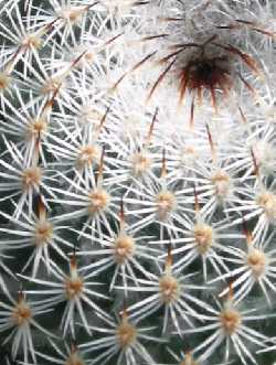 (Mammillaria albilanata)