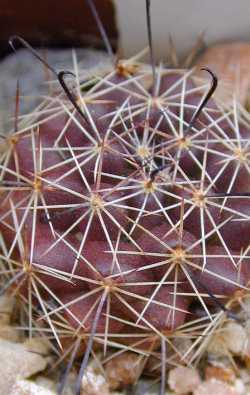 (Mammillaria beneckei)